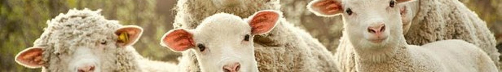 Türkbeyi Çiftliği